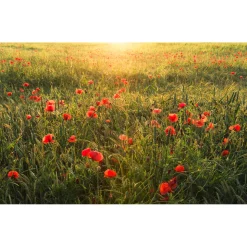 Komar  Vlies Fototapete Poppy World 450x280 cm