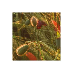 Komar  Vlies Fototapete Poppy World 450x280 cm