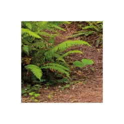 Komar  Vlies Fototapete Redwood Trail 450x280 cm