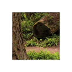 Komar  Vlies Fototapete Redwood Trail 450x280 cm