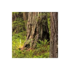 Komar  Vlies Fototapete Redwood Trail 450x280 cm