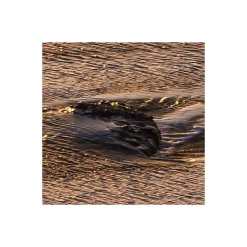 Komar  Vlies Fototapete Red Planet 450x280 cm