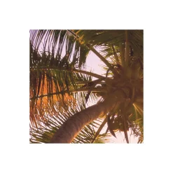 Komar  Vlies Fototapete Reaching the Sun 400x250 cm