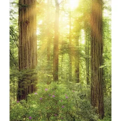 Komar  Vlies Fototapete Redwood 200x250 cm