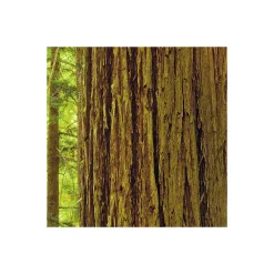 Komar  Vlies Fototapete Redwood 200x250 cm