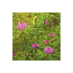 Komar  Vlies Fototapete Redwood 200x250 cm