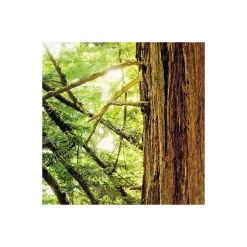 Komar  Vlies Fototapete Redwood 200x250 cm