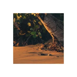 Komar  Vlies Fototapete Strandgeheimnis 450x280 cm