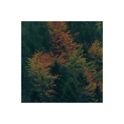 Komar  Vlies Fototapete Tales of the Carpathians 300x200 cm