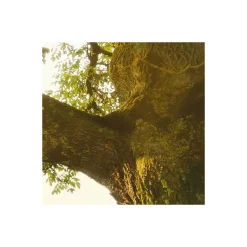 Komar  Vlies Fototapete The Magic Tree 450x280 cm