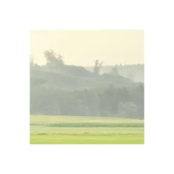 Komar  Vlies Fototapete The Magic Tree 450x280 cm