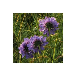 Komar  Vlies Fototapete The Green Queen 450x280 cm