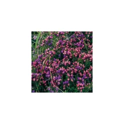 Komar  Vlies Fototapete The Blue Bay 200x250 cm