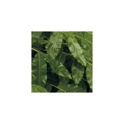 Komar  Vlies Fototapete The Path 200x250 cm