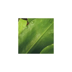 Komar  Vlies Fototapete The Path 200x250 cm