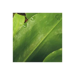 Komar  Vlies Fototapete The Path 200x250 cm