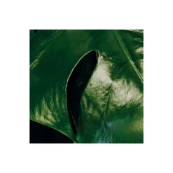 Komar  Vlies Fototapete Tropical Wall 400x250 cm