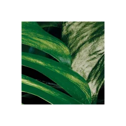 Komar  Vlies Fototapete Tropical Wall 400x250 cm