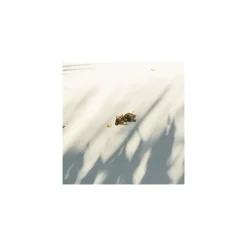 Komar  Vlies Fototapete Under The Palmtree 200x250 cm