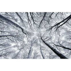 Komar  Vlies Fototapete Up 400x250 cm