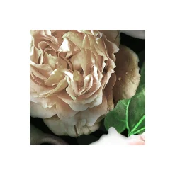 Komar  Vlies Fototapete Victoria Black 400x250 cm