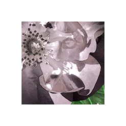 Komar  Vlies Fototapete Victoria Black 400x250 cm