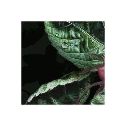 Komar  Vlies Fototapete Victoria Black 400x250 cm