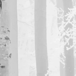 Komar  Vlies Fototapete Winter Wood 400x280 cm