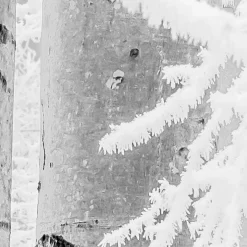 Komar  Vlies Fototapete Winter Wood 400x280 cm