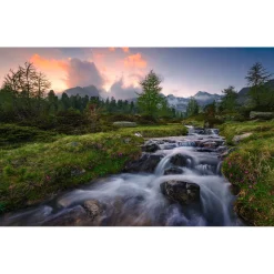 Komar  Vlies Fototapete Wild Paradise 450x280 cm