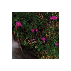 Komar  Vlies Fototapete Wild Paradise 450x280 cm