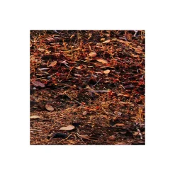 Komar  Vlies Fototapete Yosemites Secret 450x280 cm