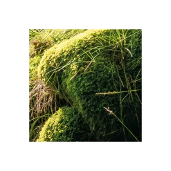 Komar  Vlies Fototapete Zauberhaftes Buchenspektakel 450x280 cm