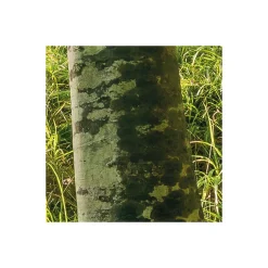 Komar  Vlies Fototapete Zauberhaftes Buchenspektakel 450x280 cm