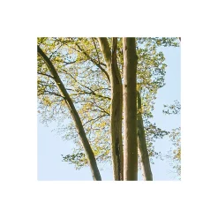 Komar  Vlies Fototapete Zauberhaftes Buchenspektakel 450x280 cm