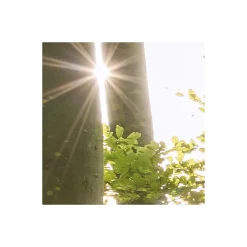 Komar  Vlies Fototapete Zauberhaftes Buchenspektakel 450x280 cm