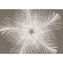 Komar Vlies-Fototapete Federstern 4-teilig 368 x 248 cm